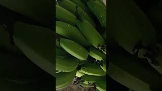 Banana King  Banana Farming NextGen Banana Farming [upl. by Chapman]