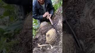 The process of digging plantain roots Good tools and machinery can increase work efficiency [upl. by Artinek546]