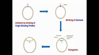 Mechanisms of DNA Replication and Synthesis [upl. by Zakarias220]