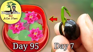 How to grow lotus plant from seeds at home  गमले में कमल उगाओ  Grow Indian National Flower [upl. by Alleacim388]