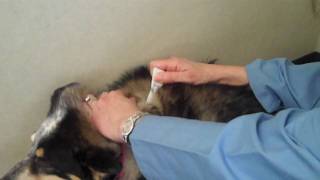 How to Apply Flea amp Tick Topical Medication to a Pet [upl. by Ula]