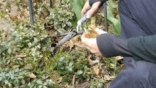 How to Use Bone Meal for Daffodils  Tulips Daffodils amp More [upl. by Uhp]