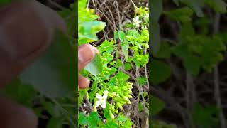 Clerodendrum phlomidisnewshort nature floweringplant youtubeshorts trending short [upl. by Intruok341]