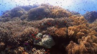 Highlight of Tubbataha Reef UNESCO world heritage site  4K Video [upl. by Rosabella]