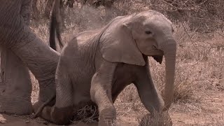 Elephant Mother Faces Horrible Decision  Africa  BBC Earth [upl. by Noicnecsa]