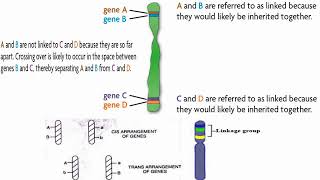 Mechanisms of Inherited Linked Genes [upl. by Jolenta534]