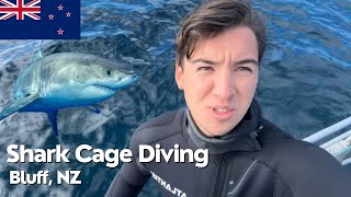 Cage Diving with Great White Sharks Bluff NZ [upl. by Peale]