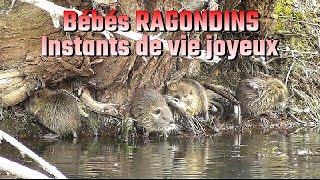 les BEBES RAGONDINS jouen beaucoup ensemble [upl. by Drolyag]