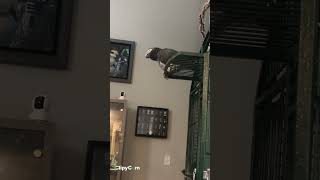 Merlin African grey timneh parrot having a good morning [upl. by Aratahc]