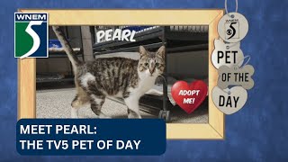 Pet of the Day Meet Pearl [upl. by Terces]