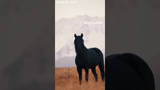 horse horselove viralvideo viralshorts blackhorse❤️❤️🐎🐎🐎💕🐎🐎🐎🐎🐎🐎🐎❤️💕🐎🐎🐎🐎🐎 [upl. by Iramo625]