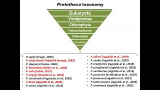 Prototheca sp – a tale of a peculiar pathogen Tomasz Jagielski [upl. by Marilyn343]