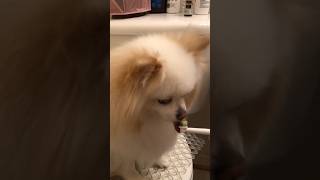 Pomeranians daily dental care brush a Pomeranians teeth daily [upl. by Ilona]