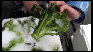 Vegetable Ice Injection System [upl. by Nauwaj]