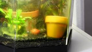 Nerite Snail in New Home  Time Lapse [upl. by Isola307]