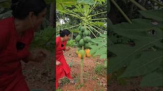 മൂന്ന് തരം Agriculture viralshort Harvest Trending Gardening  Papaya [upl. by Nnaarual]