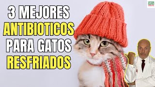 💝 3 MEJORES ANTIBIOTICOS PARA GATOS RESFRIADOS 💝 [upl. by Inaffets343]