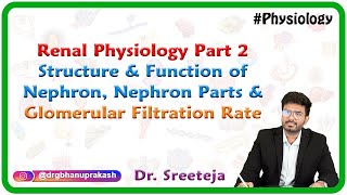 Renal Physiology Part 2 Structure amp function of Nephron Nephron parts amp Glomerular filtration rate [upl. by Ettelohcin350]