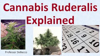 Cannabis Ruderalis Explained [upl. by Ymeraj]