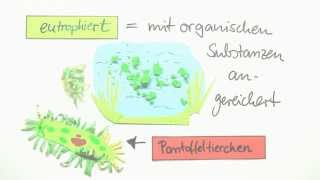 Einzeller Das Pantoffeltierchen Paramecium  Biologie  Cytologie [upl. by Fiden972]