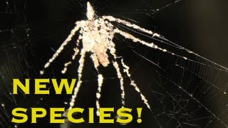 FIRST VIDEO OF NEW SPIDER SPECIES  Smarter Every Day 78 [upl. by Fusuy848]