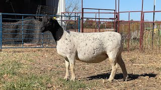 Whetstone 2236 Bred Fullblood Ewe [upl. by Paton]