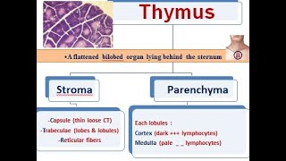 1 lymphatic system thymus [upl. by Nennek]