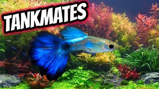 6 Awesome Guppy Fish Tankmates [upl. by Trimble]