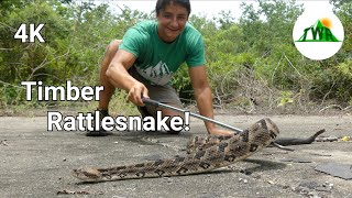 The Timber Rattlesnake Everything You Need To Know 4K [upl. by Eirruc99]