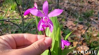 Bletilla Striata Showcase and Tips For Growing [upl. by Alyse]