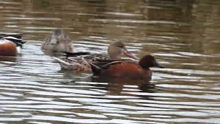 Hybrid Cinnamon Teal x Blue winged Teal courting a Northern Shoveler [upl. by Ateuqal]