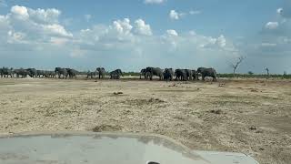 Grenadier and the elephants at Savuti [upl. by Ahsenwahs]