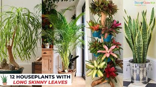 12 HOUSEPLANTS WITH LONG SKINNY LEAVES [upl. by Kessia698]