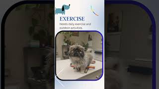 5 Things Shih Tzu Pekingese Mix [upl. by Xonel]