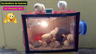 Como Hacer una Incubadora Casera Para Huevos de Gallina  Incubadora de pollos [upl. by Claudine]