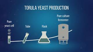 Torula production [upl. by Lorene]