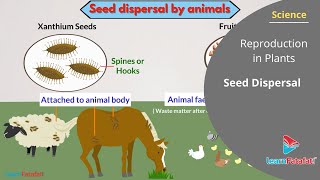 Reproduction in Plants Class 7 Science  Seed Dispersal [upl. by Willin]