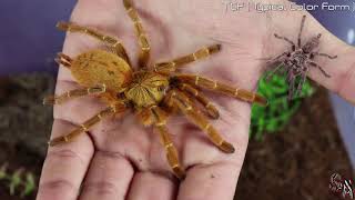 🕷 Tarántula Babuina de Usambara Pterinochilus murinus 🕷  OBT Cuidados Infoetc 🕸 [upl. by Atig724]