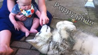 Puppy Phil Alaskan malamute [upl. by Adnamaa]