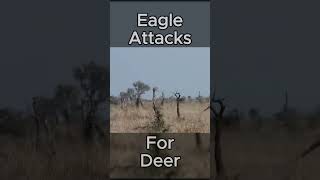 Deer deer attack eagle [upl. by Konstanze]