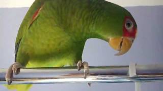 Scooby  White Fronted Amazon Parrot saying hello [upl. by Adlig837]