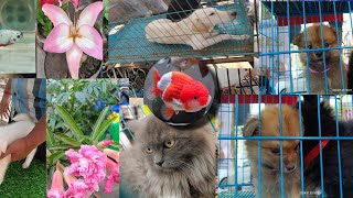 🔥🔥❤️‍🔥❤️‍🔥🤯 🤯 OMG Lowest Price Pets In Goalapara Ghat Pets Market Vlog  2 🤯 🤯❤️‍🔥❤️‍🔥🔥🔥 [upl. by Ettena]