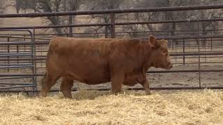 Lot 13  2024 PHG Princesses of the Prairie  Gelbvieh Female Sale [upl. by Narat]