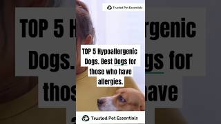 Top 5 Hypoallergenic Dogs 🐾🐶  Best Breeds for Allergy Sufferers shorts short shortsvideo dog [upl. by Dunning857]