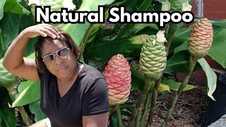 Growing Natural Shampoo at Home Changed Me FOREVER [upl. by Ahsilyt]