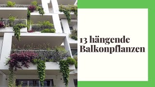 13 hängende Balkonpflanzen  Die schönsten Arten für Balkon und Terrasse [upl. by Weissman]