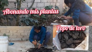 mi secreto para abonar mis plantasabono organico [upl. by Rickey]