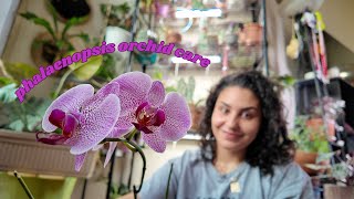 Phalaenopsis orchid care for beginners  How to get your orchids to rebloom [upl. by Isbella254]