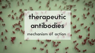 Therapeutic antibodies Part 2 mechanism of action [upl. by Annet]