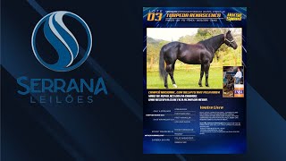 Lote 3  Ventre Livre  Torpeda Renacenca [upl. by Hammond]